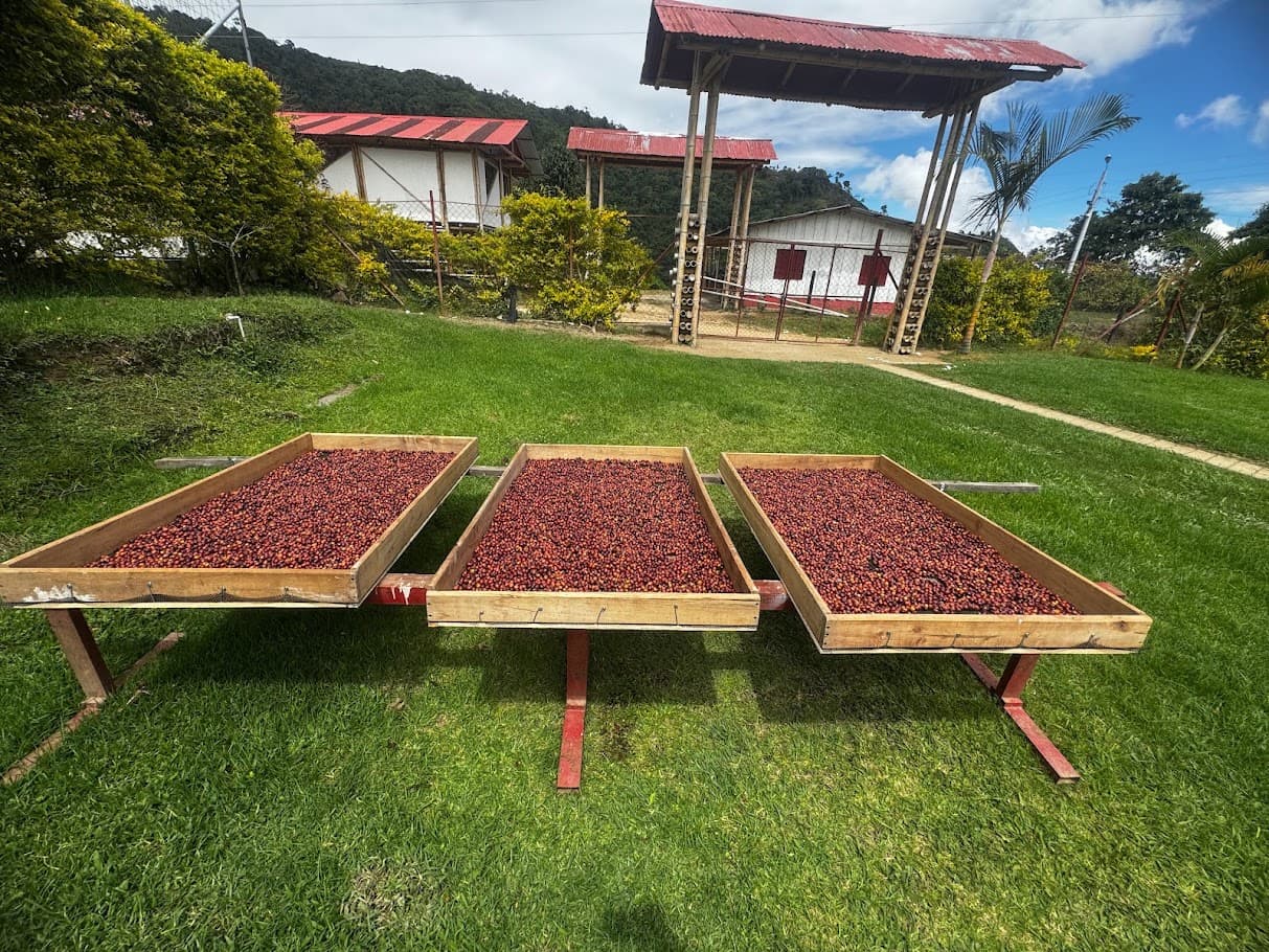 Cafetal de Finca La Isabela entre las montañas de Ibagué, Colombia.