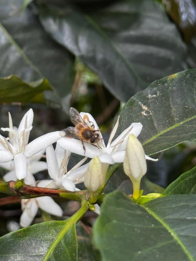 Trabajo de recolección y proceso de café en Finca La Isabela.